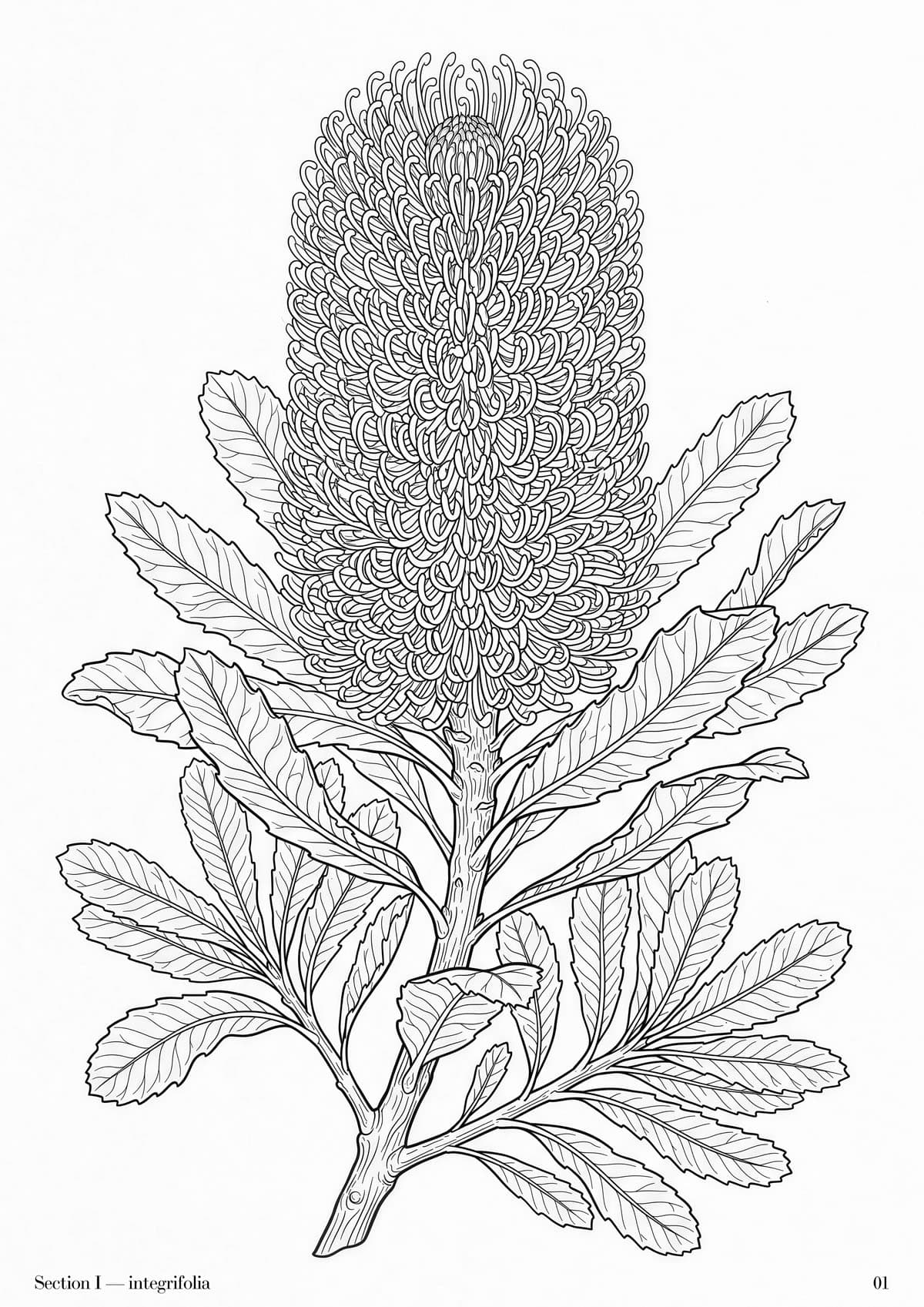 Banksia Folio, plate 1 — Australian native flora study at folio scale
