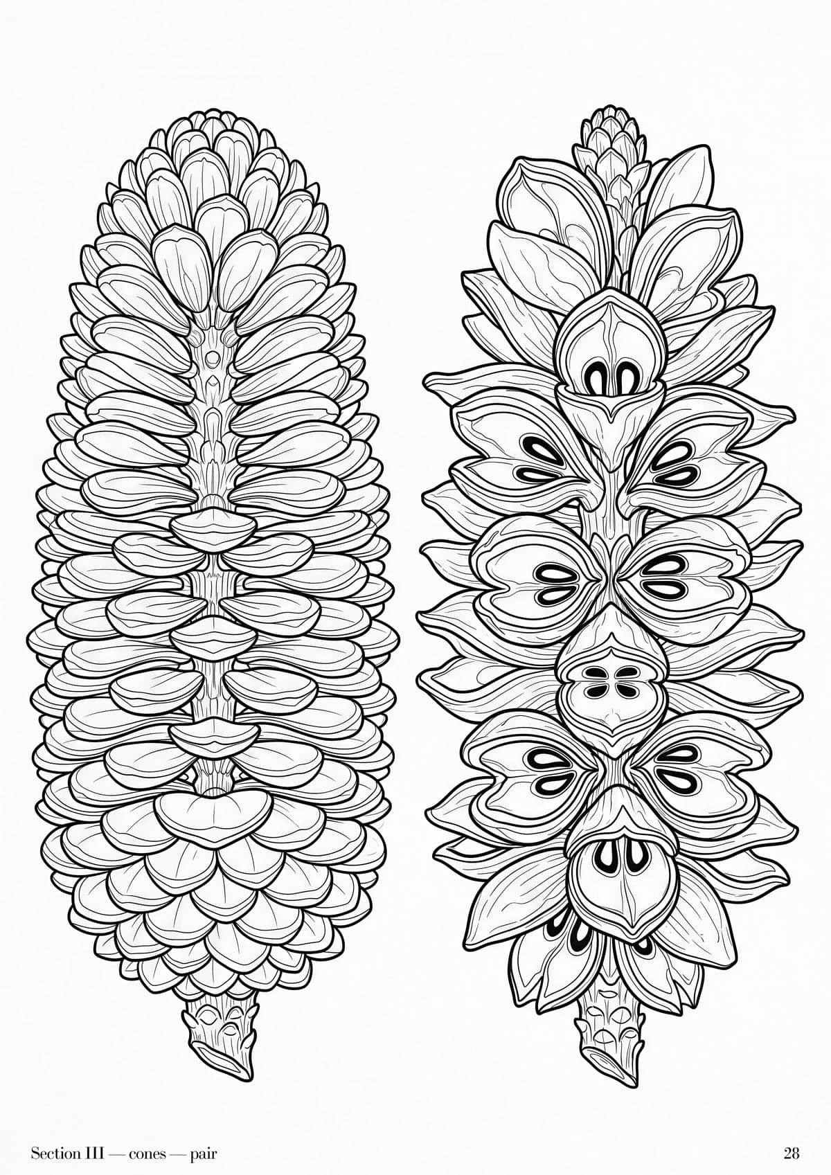 Banksia Folio, plate 28 — Australian native flora study at folio scale