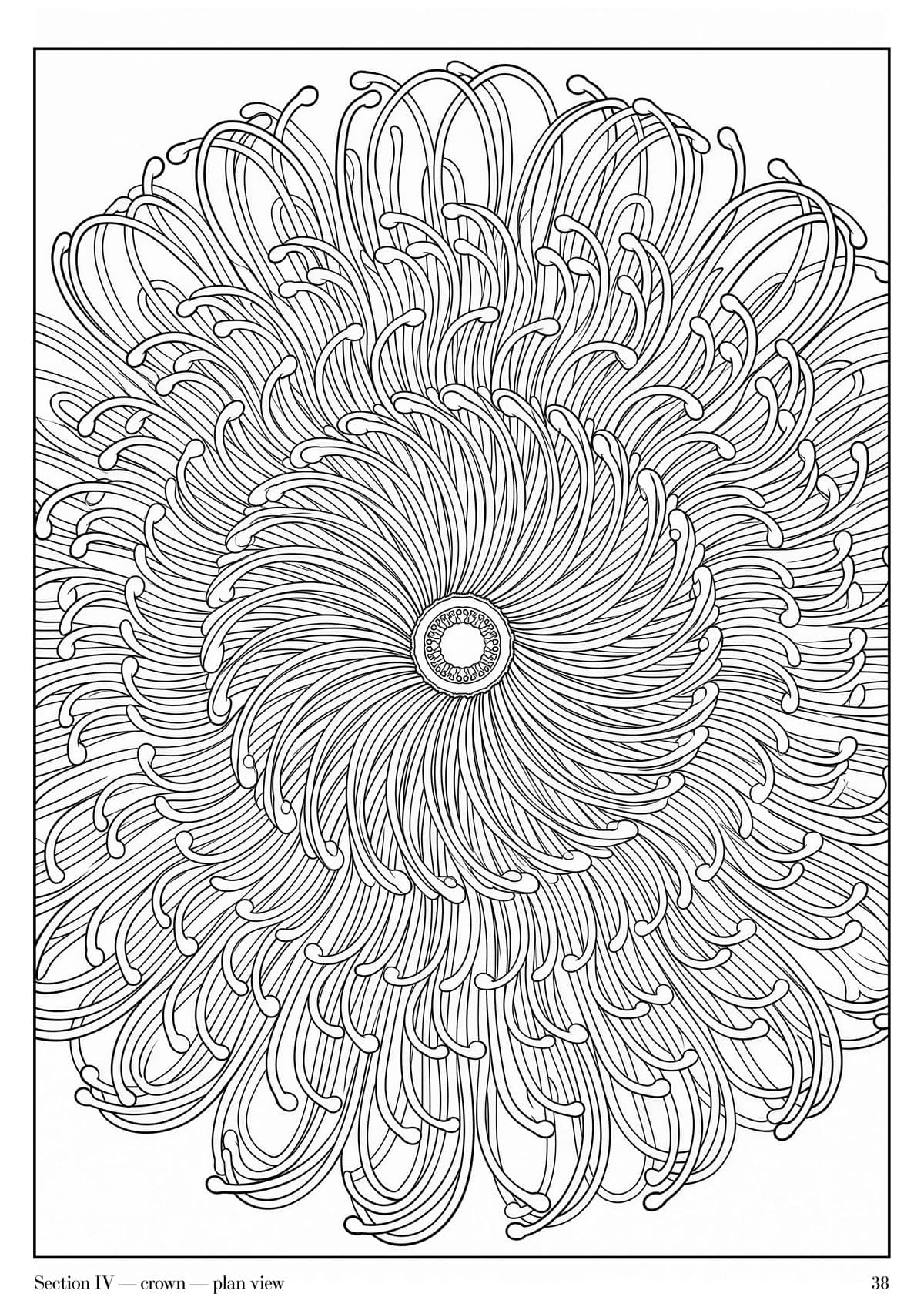 Banksia Folio, plate 38 — Australian native flora study at folio scale