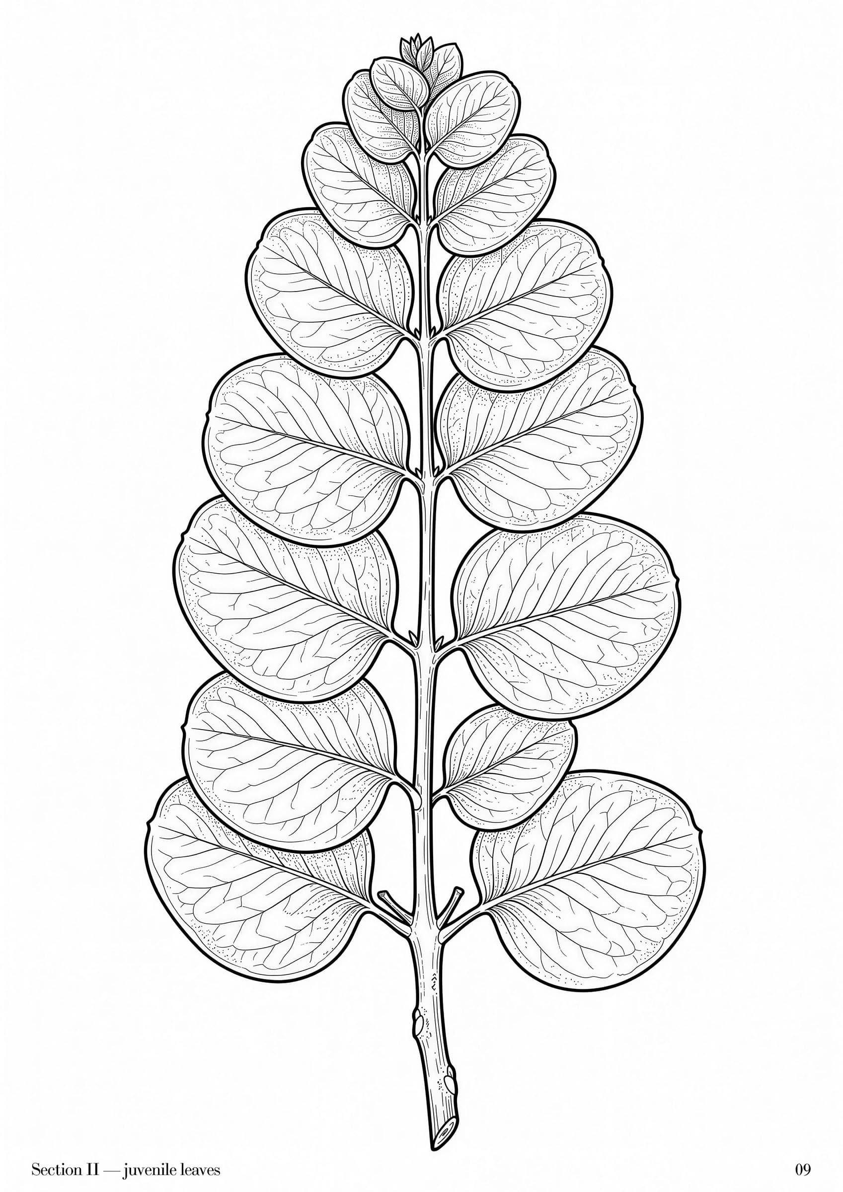 Eucalyptus Folio, plate 9: Australian eucalypt botanical study at folio scale