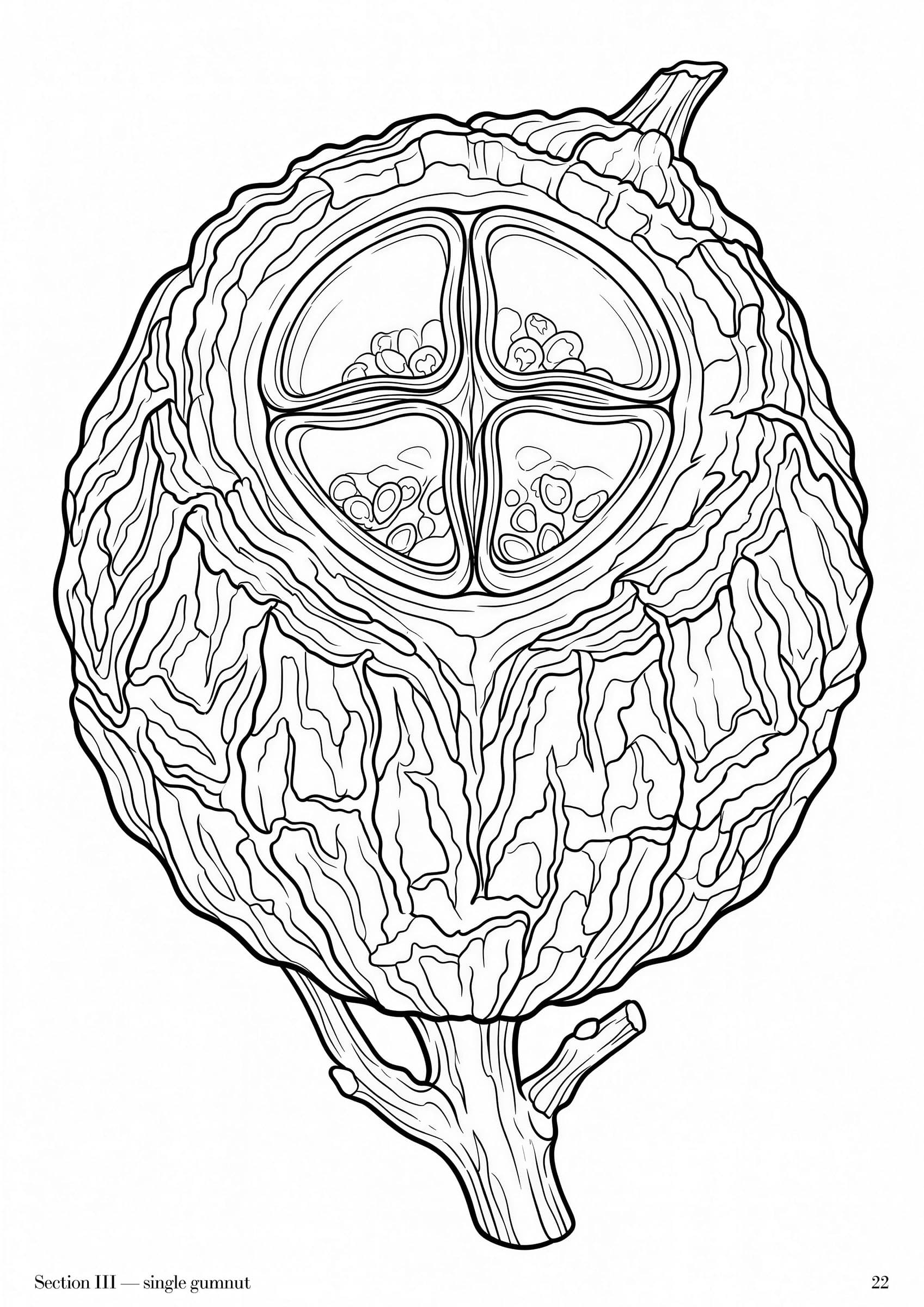 Eucalyptus Folio, plate 22: Australian eucalypt botanical study at folio scale