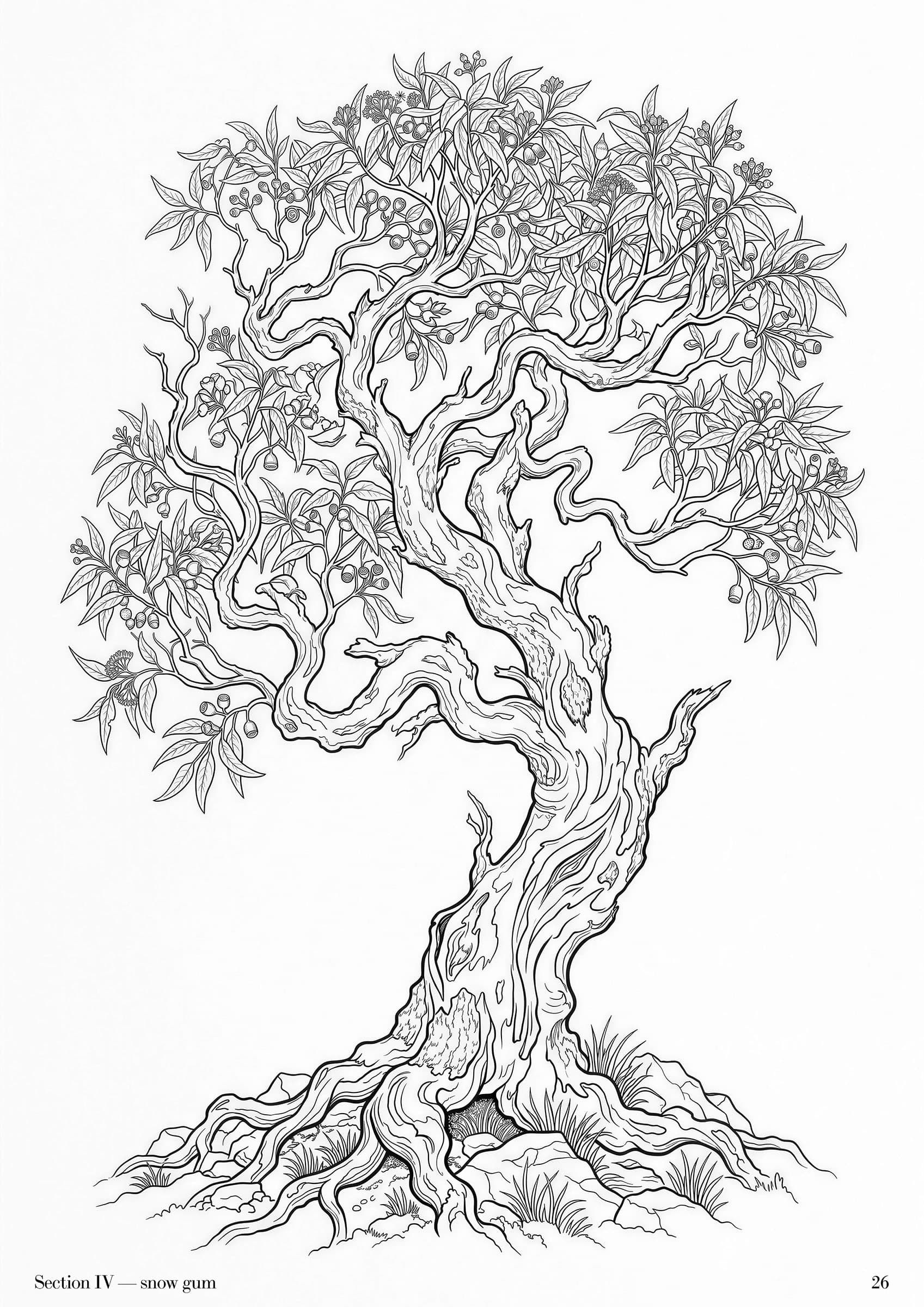 Eucalyptus Folio, plate 26: Australian eucalypt botanical study at folio scale