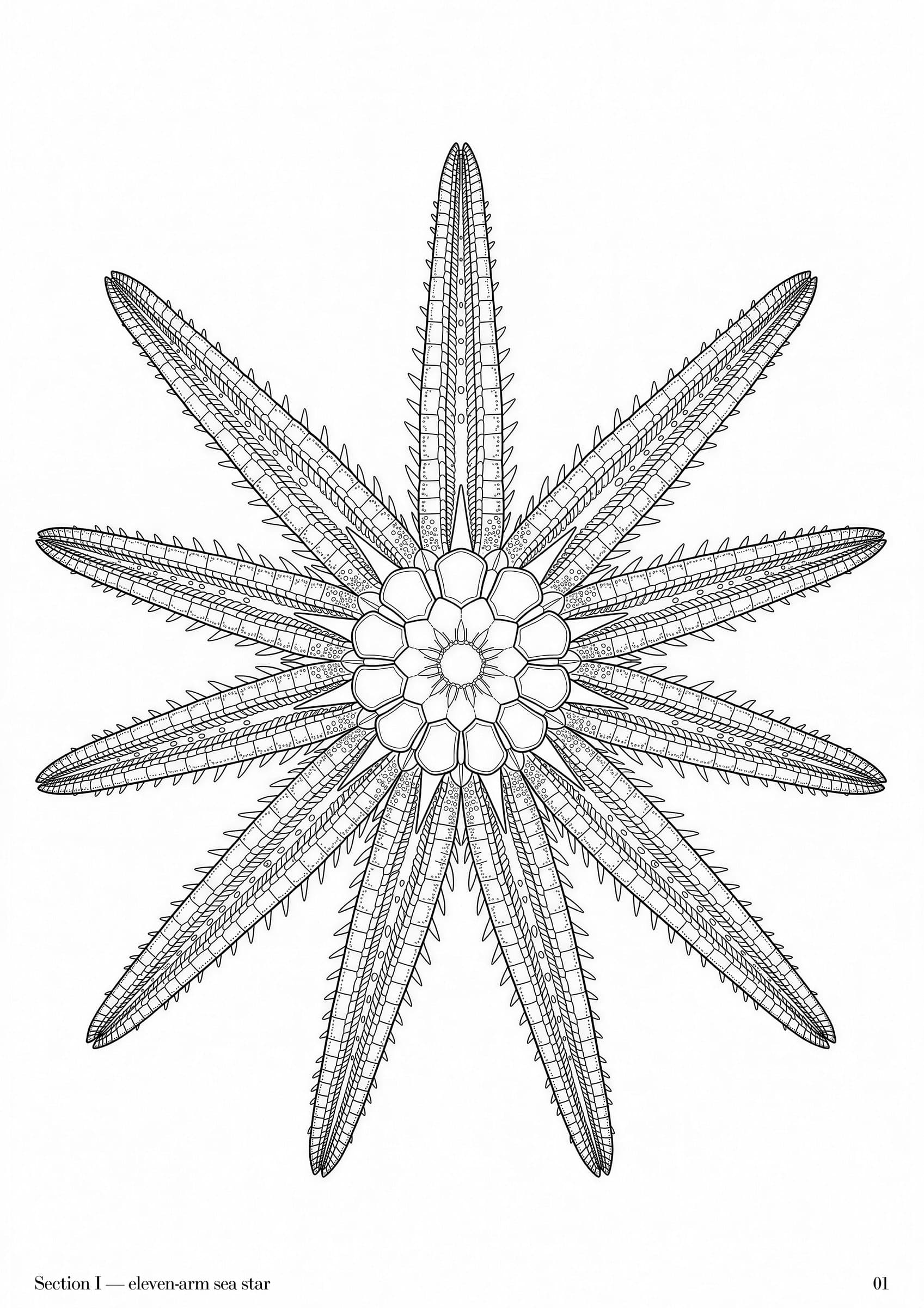 Rockpool Folio, plate 1 — Australian rockpool specimen study at folio scale