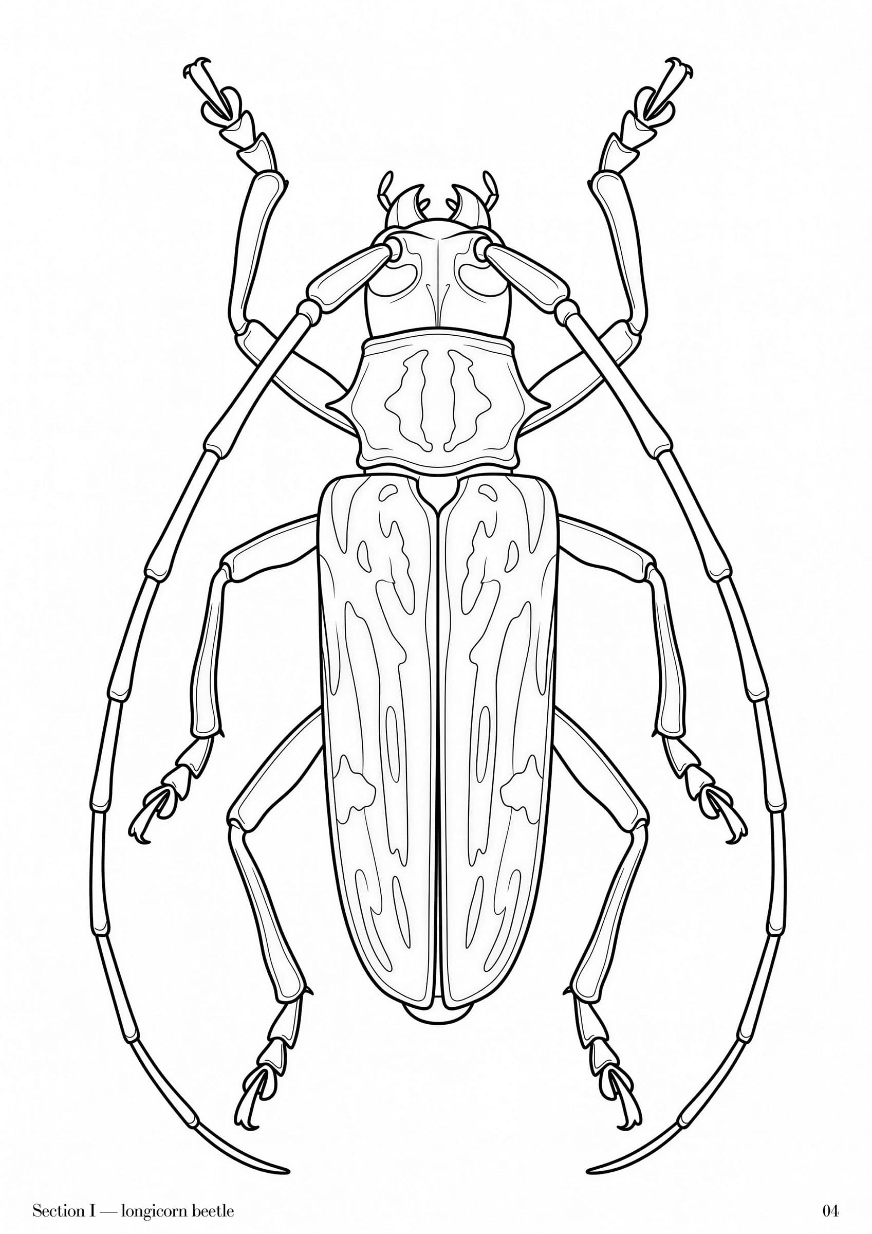 Specimens Folio, plate 4 — Australian natural specimen study at folio scale