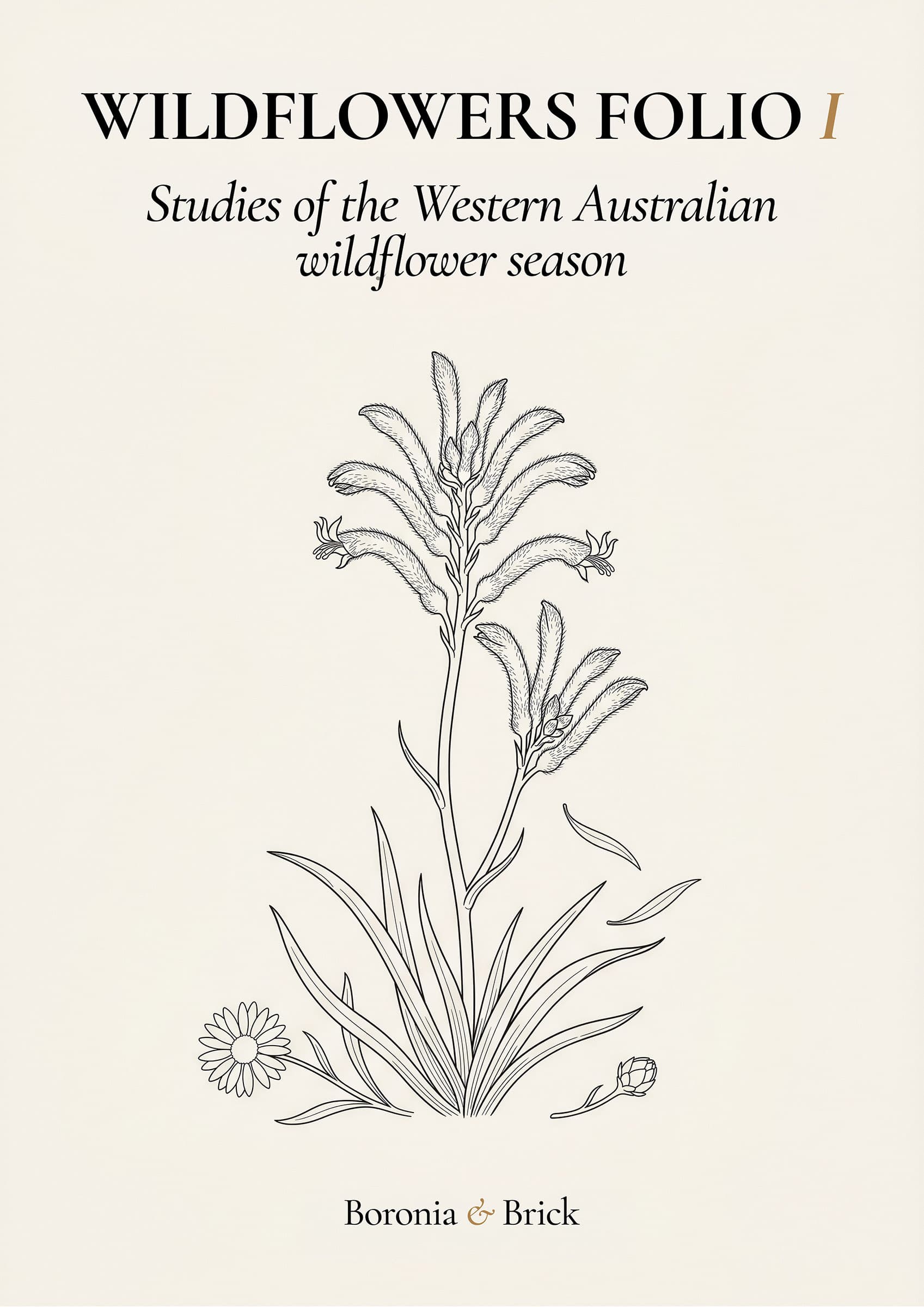 Wildflowers Folio cover — Australian native flora colouring monograph from Boronia & Brick
